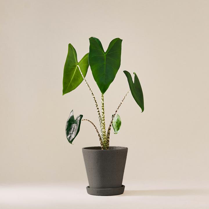 panaschierte zimmerpflanzen kaufen Geldbaum panaschiert main image 1