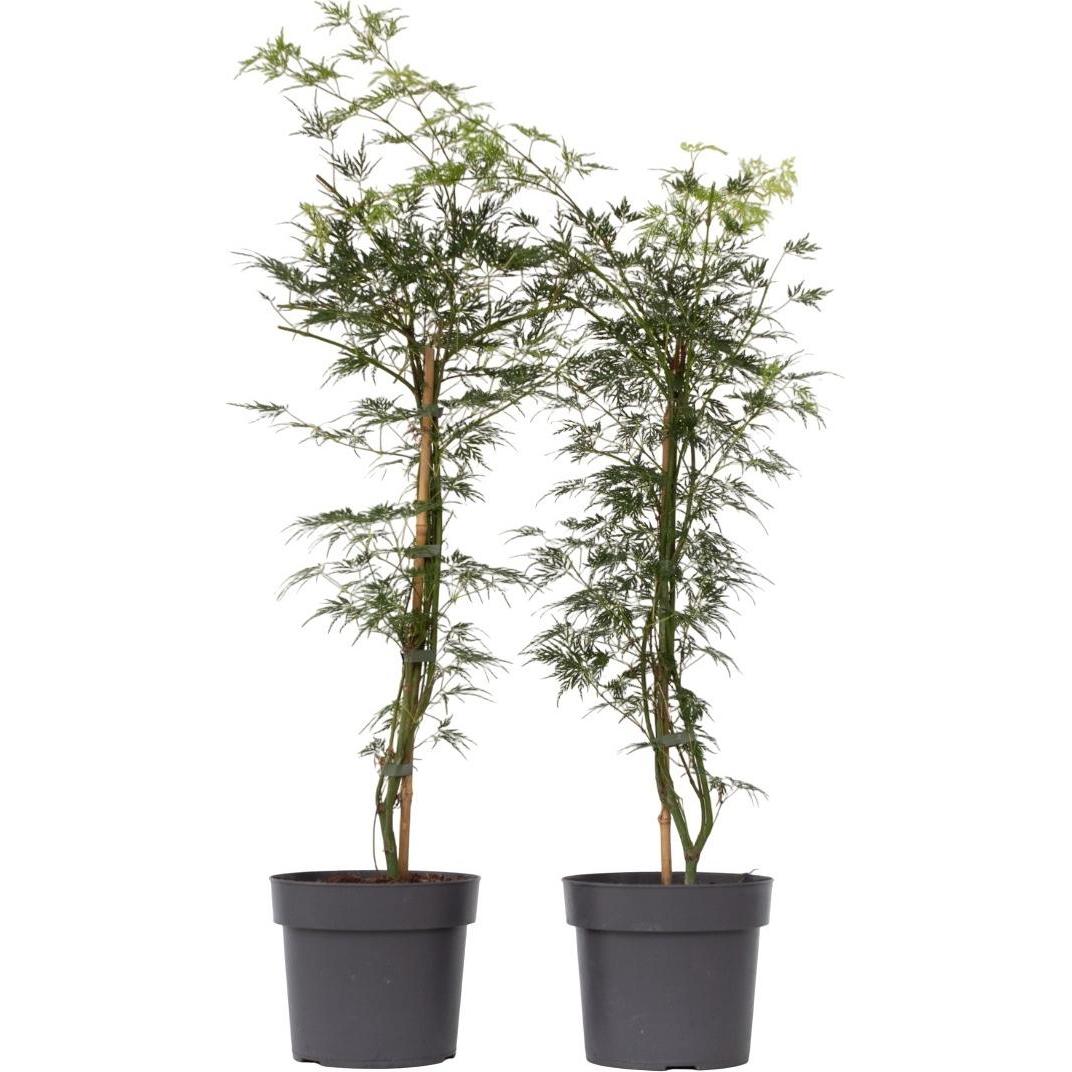 Plant in a Box, Pflanzen, Acer palmatum 'Emerald Lace' - 2er Set Ahornbäume (60 cm)