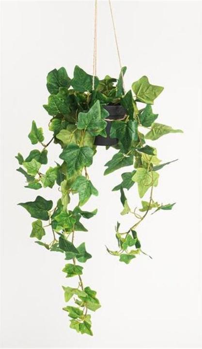 Botanic-Haus Efeu (85 cm)