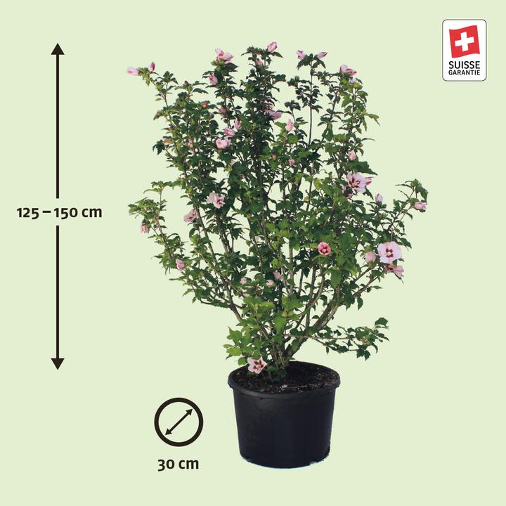 Image du produit Zulauf Eibisch / Hibiscus syr. 'Hamabo' (150 cm)
