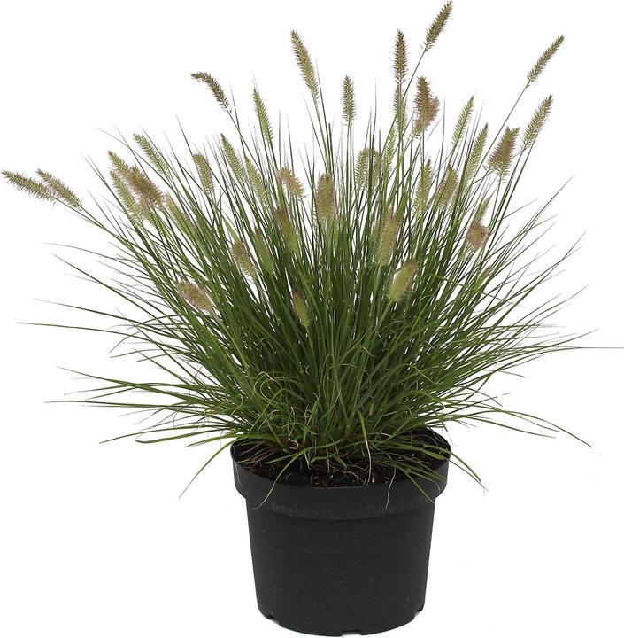 Produktbild Zulauf Federborstengras / Pennisetum alopecuro. Hameln (30 cm)