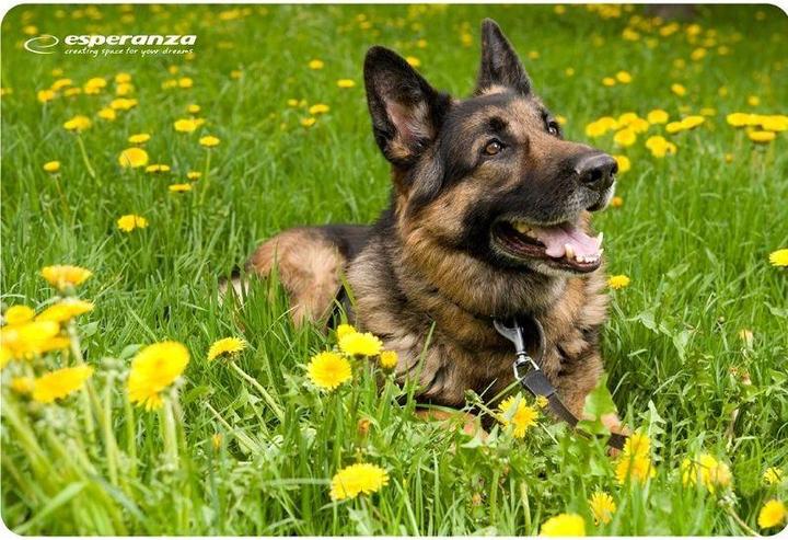 Produktbild Esperanza EA133 (S)