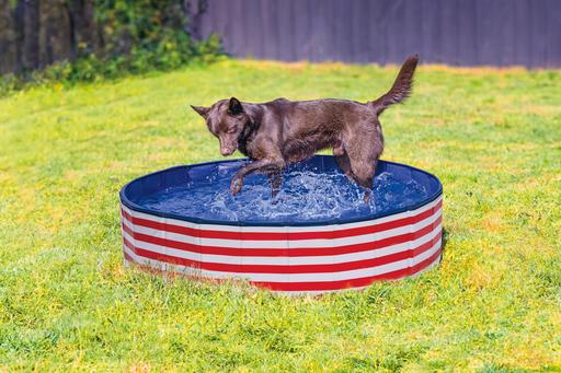 Image du produit Beeztees Hundepool Doggy Dip (Piscine pour chiens)