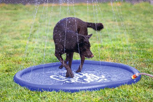 Image du produit Beeztees Bz Tapis D'Arrosage Stay Cool Bl (Piscine pour chiens)