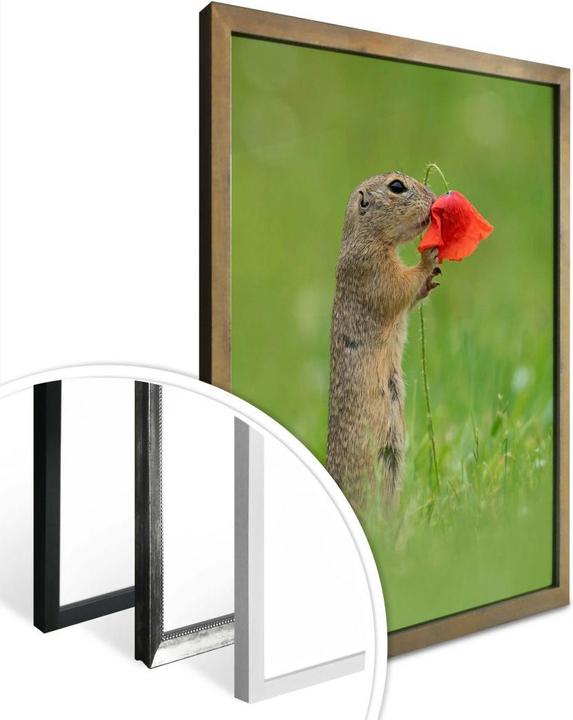 Produktbild Trenddeko van Duijn - Erdhörnchen mit Mohnblume (60 x 80 cm)
