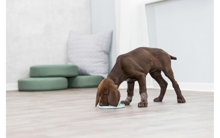 Produktbild Trixie Junior Schleckplatte, Ø 21 cm, Mint (Beschäftigungsspielzeug Hund)