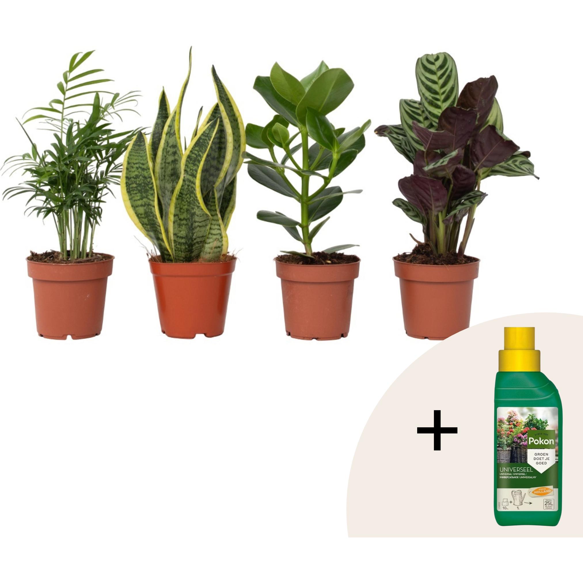 Plant in a Box, Pflanzen, Sanseviera trifasciata, Chamaedorea elegans, Ctenanthe Burle-Marxii, Clusia rosea - 4er Mischu...