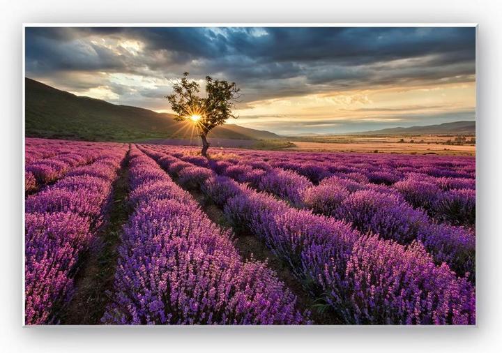 Produktbild Trenddeko Lavendelblüte in der Provence (60 x 40 cm)