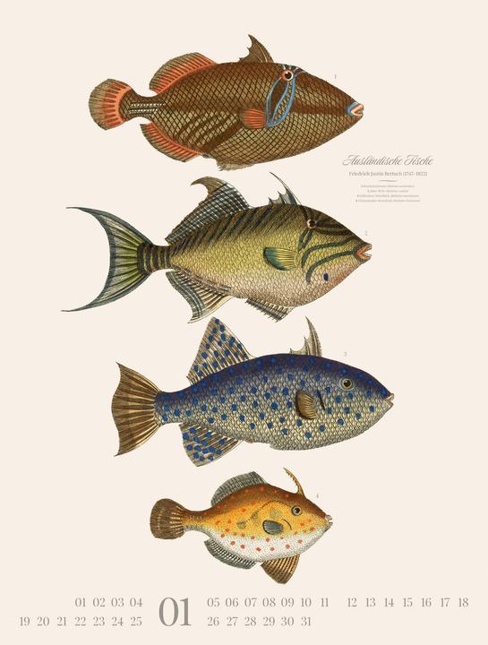 Produktbild Fische Kalender 2026