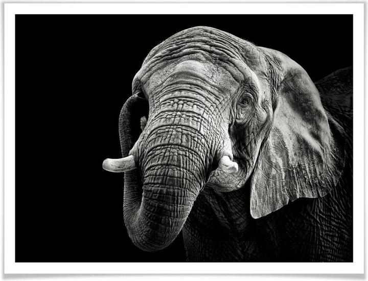 Image du produit Trenddeko L'éléphant (40 x 30 cm)