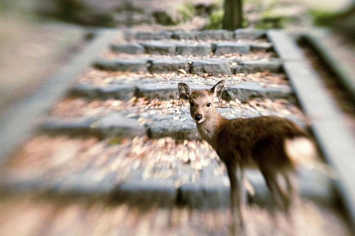 Actual product image Lensbaby Composer Pro II incl. Sweet 50 Optics Fuji X-Mount (Fujifilm X, APS-C / DX, full size)