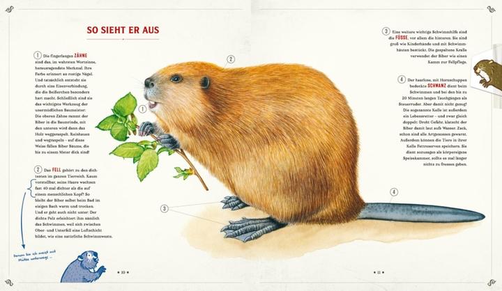 Actual product image Die Schule der magischen Tiere: Mister Morrisons gesammeltes Tierwissen (German, Margit Auer, Martin Verg, 2022)