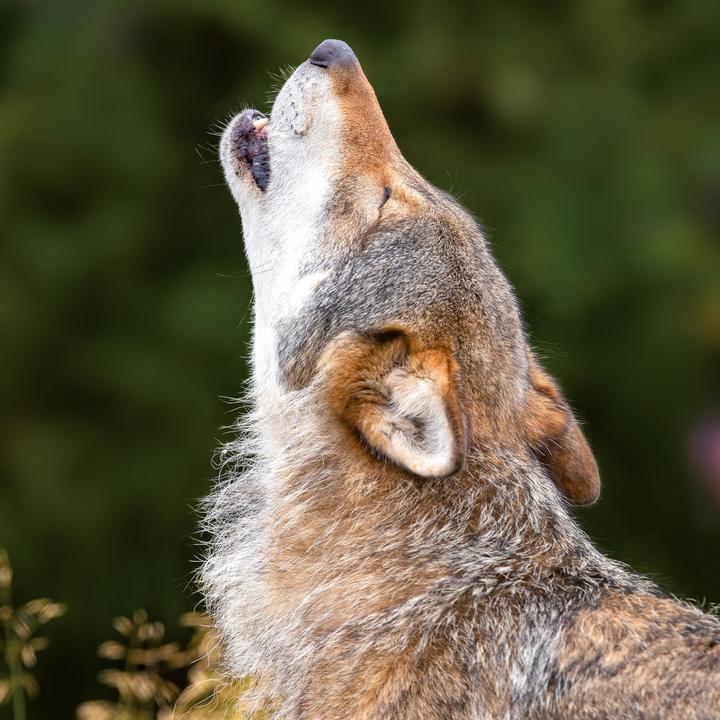 Produktbild Wölfe/Wolves 2026