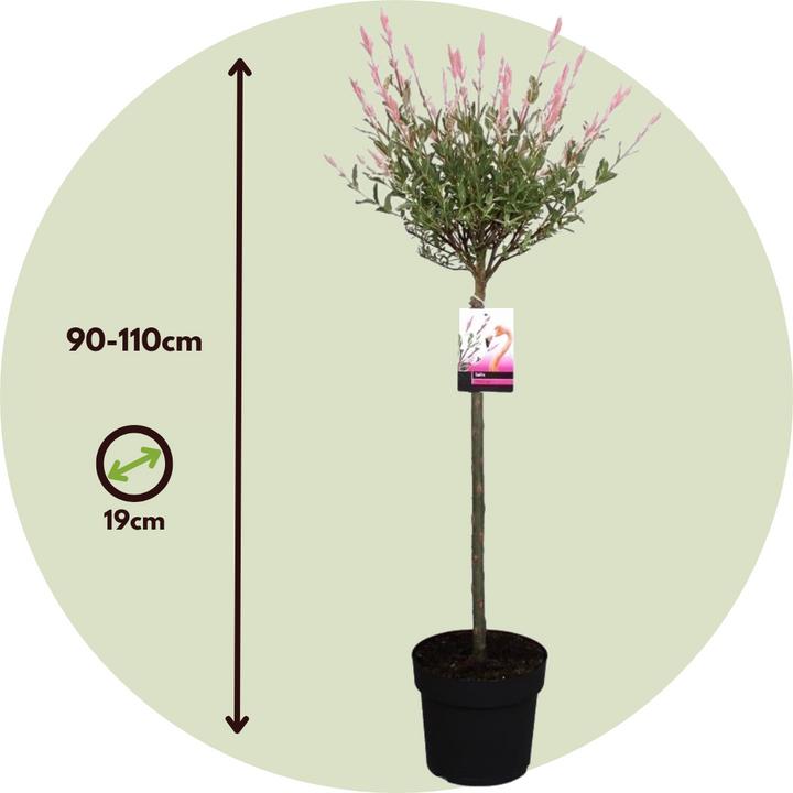 Immagine prodotto Plant in a Box Salix integra 'Flamingo' - Set di 2 Loosestrife (100 cm)