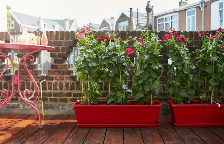 Actual product image Elho Barcelona