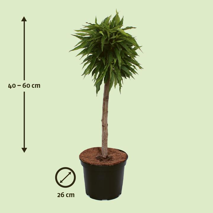 Actual product image Zulauf Zwergpfirsich / Prunus 'Bonanza' (50 cm)