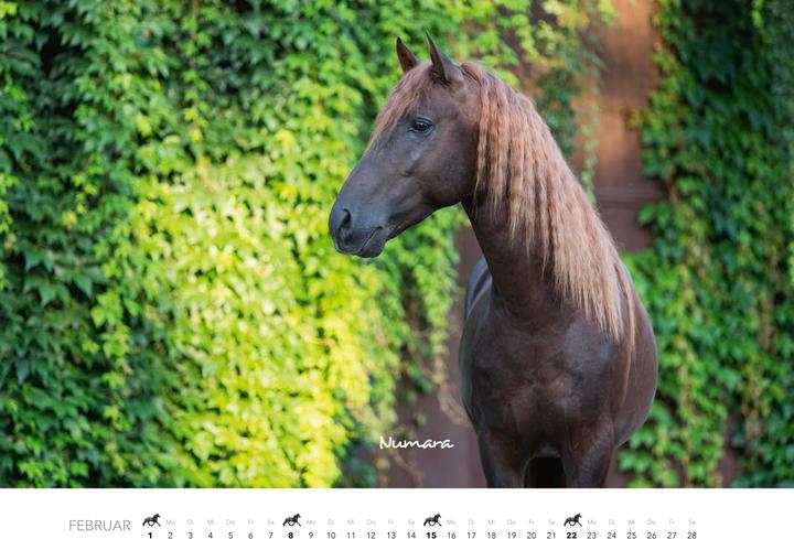 Produktbild Pferde Kalender 2026 Wandkalender
