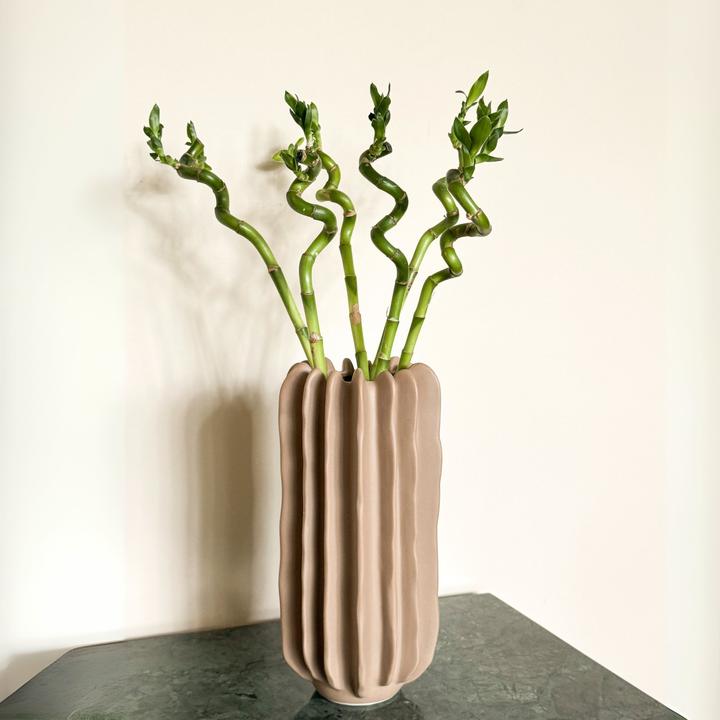 Immagine prodotto Plant in a Box Dracaena sanderiana - Set di 6 Lucky Bamboo (50 cm)