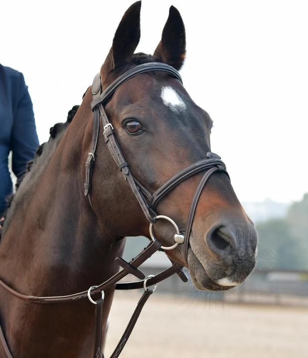 Immagine prodotto Collegiate Comfitec Opulux Fancy Stitch