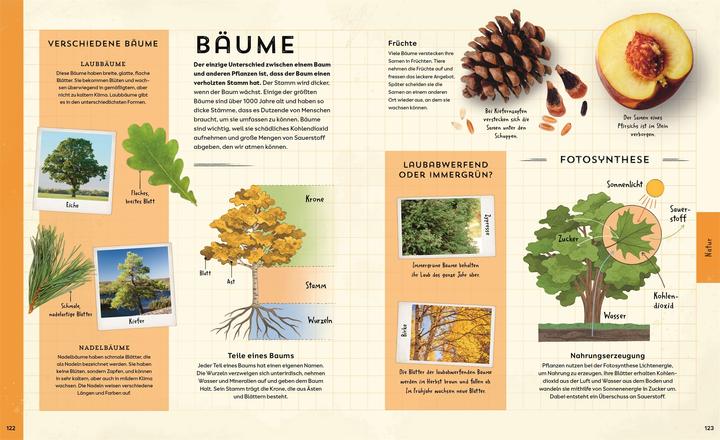 Actual product image Welt-Entdecker (German, Kaley McKean, Michael Kokoscha, Lizzie Munsey, Studio Muti, DK Verlag - Kids, 2025)