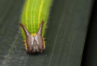 Image du produit Venus Optic Focale fixe Laowa 85 mm f/5.6 2X APO - Sony E-Mount (Sony E, Plein format)