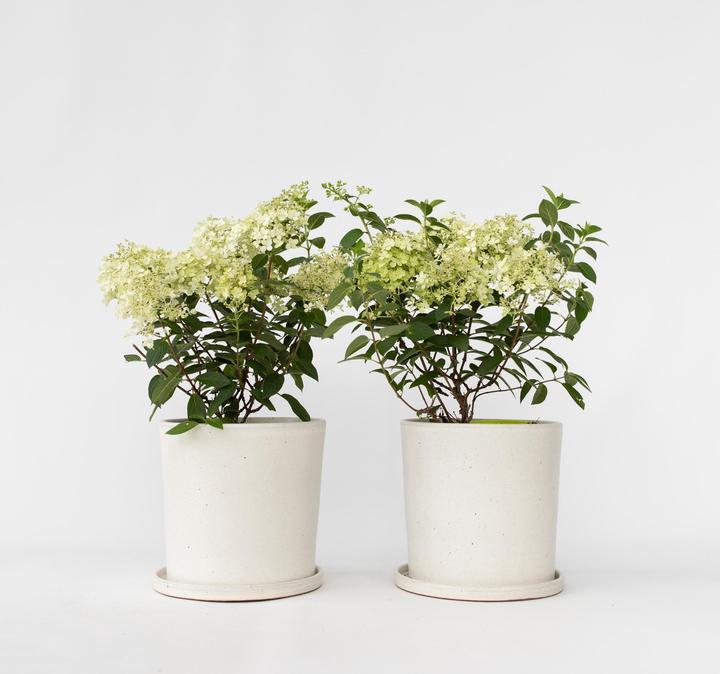 Actual product image Plant in a Box Hydrangea paniculata "Bobo" - Hydrangea set of 2 (25 cm)
