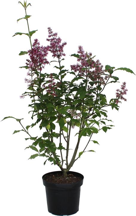 Image du produit Zulauf Lilas (70 cm)