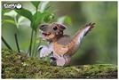 Produktbild Eugy 3D Bastelset Raptor (MQ6)