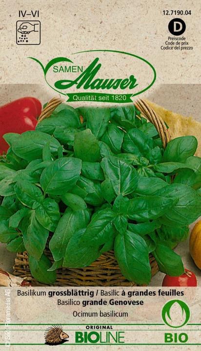 Produktbild Samen Mauser Knospe Bio Basilikum grossblättrig (Kräutersamen)