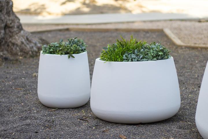 Actual product image Newgarden Camelia 60 (59 cm)