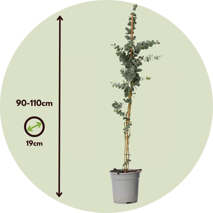 Produktbild Plant in a Box Eucalyptus cinerea 'Silver Dollar' (110 cm)