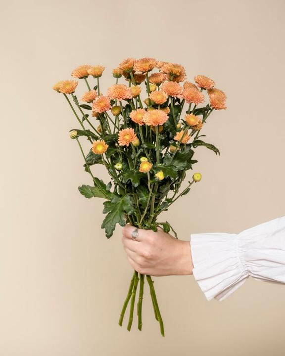 Image du produit feey Chrysanthemen pfirsich (5 Stk.) (5x)