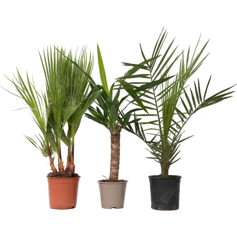 Plant in a Box, Pflanzen, Phoenix canariensis, Yucca Elephantipes, Washingtonia Robusta - 3er Mischung Innenraum Palme (...