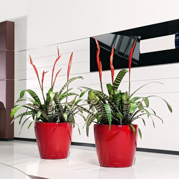 Immagine prodotto Lechuza Classico (28.50 cm)