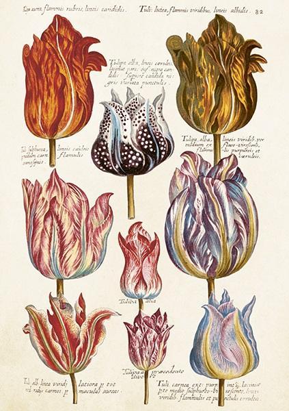 Produktbild Sköna Ting ST476 B6-Karte + Tulpenumschlag