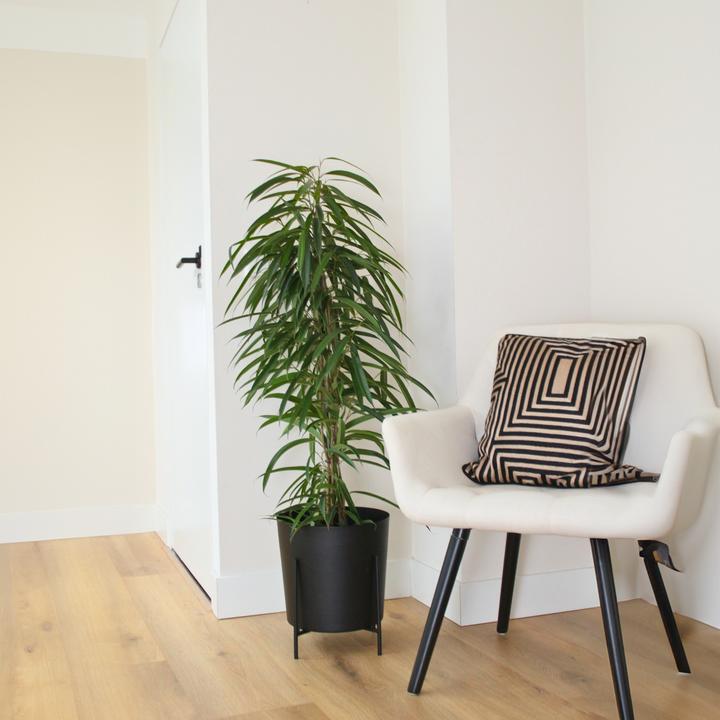 Produktbild Plant in a Box Ficus Binnendijckii Alii - Geigenpflanze (100 cm)