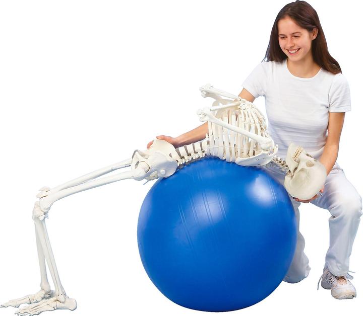 Immagine prodotto Erler Zimmer Scheletro Hugo, mobile