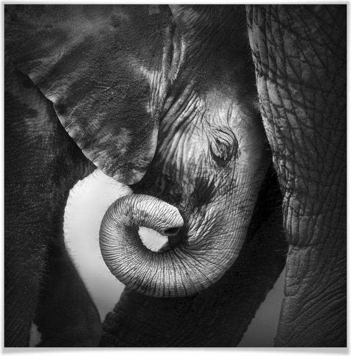 Image du produit Trenddeko Le bébé éléphant (40 x 40 cm)