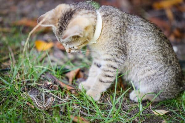Immagine prodotto PerAnimal Vitalità e protezione per cani e gatti (Cane)