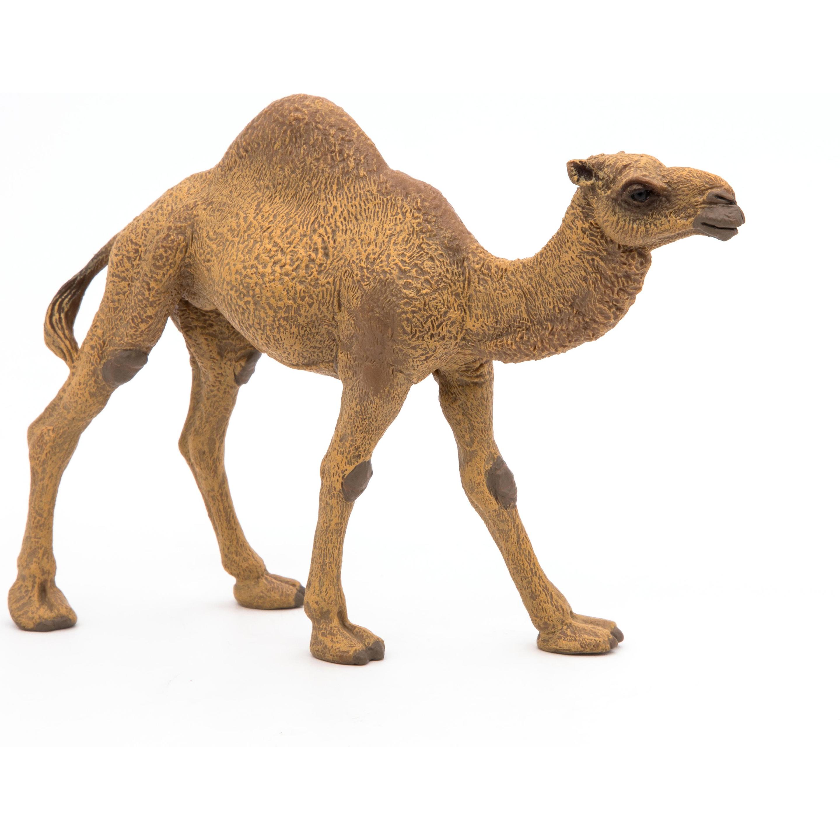 Papo Dromedar
