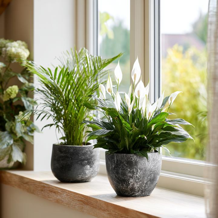 Produktbild Plant in a Box Areca, Asplenium, Clusia, Philodendron, Spathiphyllum - 5er Mischung Lufreinigende pflanzen (25 cm)
