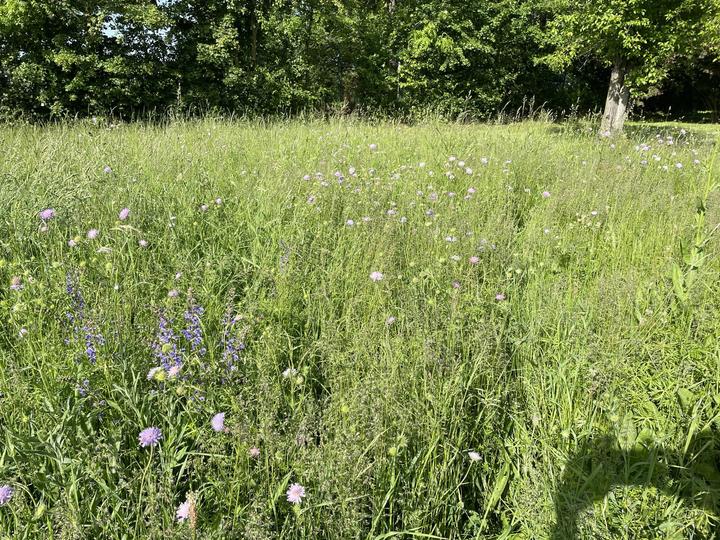 Produktbild Juliwa-Hesa Blumenwiese für alle Böden (Blumensamen)