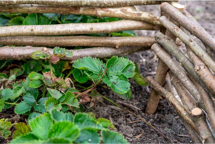 Actual product image Dobar Hazelnut bed edging set of 4 (100 cm)