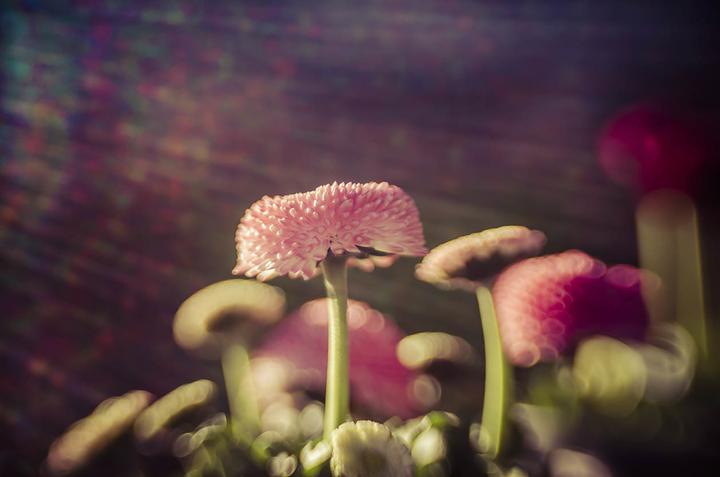 Actual product image Lensbaby Composer Pro II incl. Sweet 50 Optics Fuji X-Mount (Fujifilm X, APS-C / DX, full size)