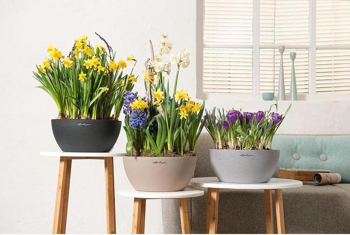 Actual product image Lechuza Cubeto Color (30 cm)