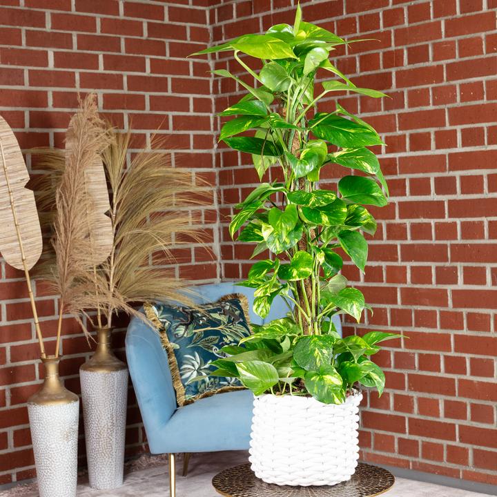 Immagine prodotto Flowerbox Efeutute am Moosstab - Epipremnum aureum