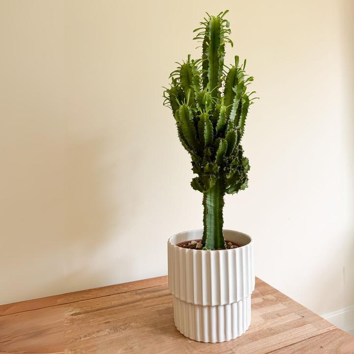 Produktbild Plant in a Box Euphorbia ingens - Kandelaber Euphorbie Kaktus (50 cm)