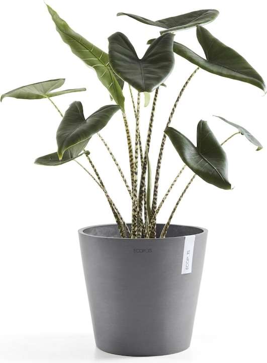 Actual product image Ecopots Amsterdam (40 cm)