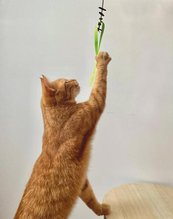 Martin Kattenspeelgoed Jason Gerecycled Assorti - 25X3,5X0,5 Cm