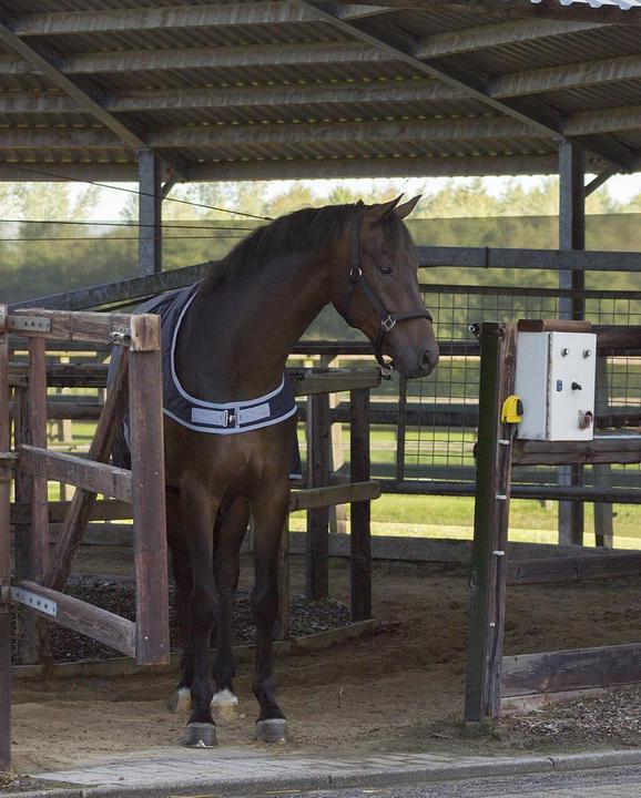 Produktbild Qhp Walkerdecke 200 g (165 cm)